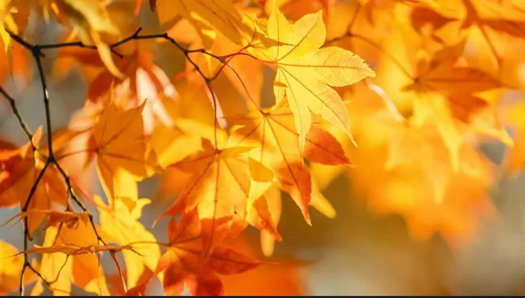 *New Coupon* Fall...A Great Time for Coupons!